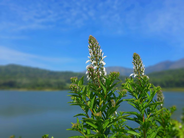 hirekolale lake