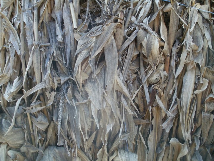 Cornhusk wall