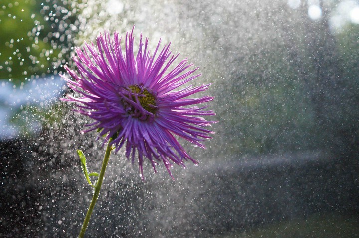 flower in the rain