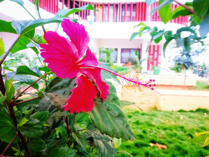 Hibiscus