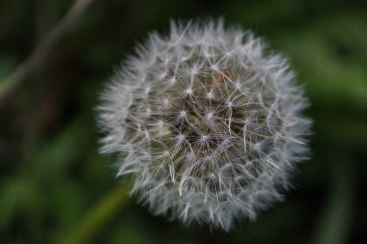 Dandelion