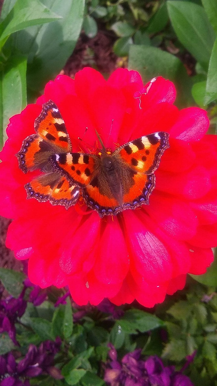Butterfly and flower