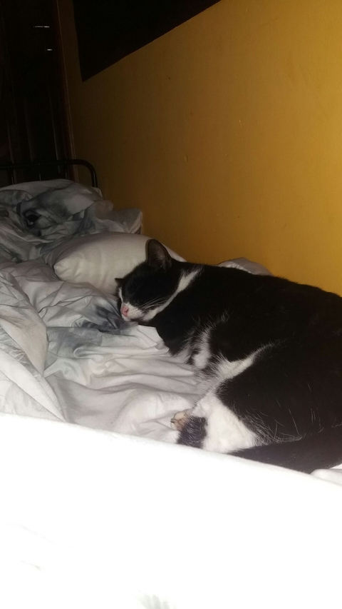 cat