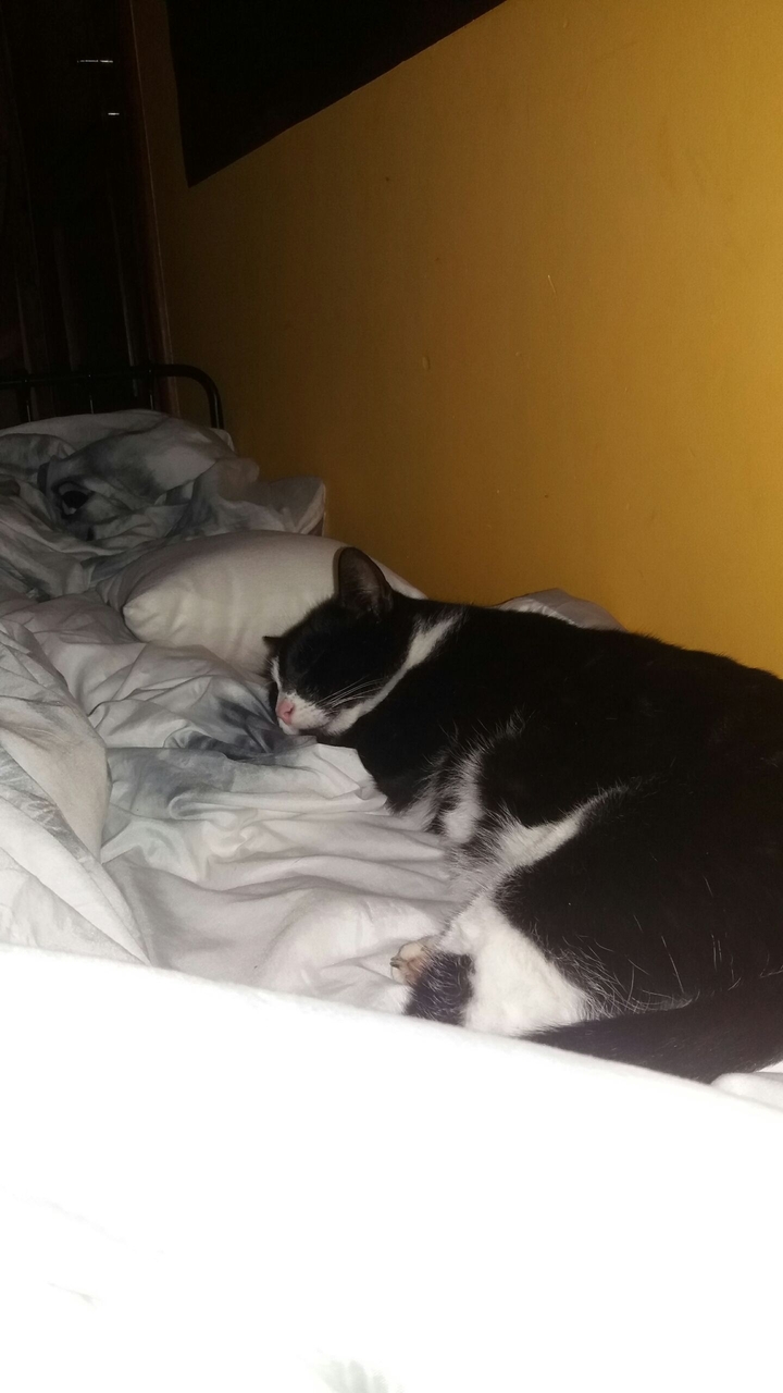 cat