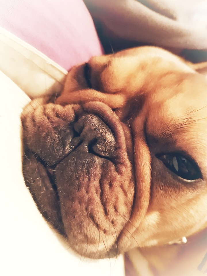 french bulldog