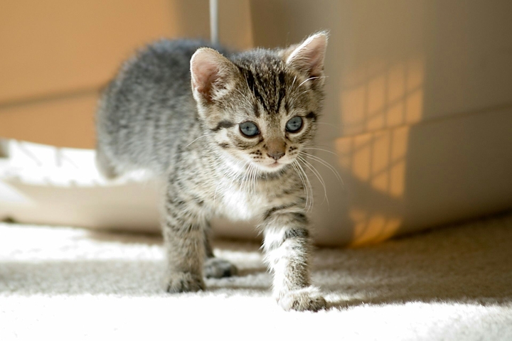 let me introduce my cat this is H20.jr
