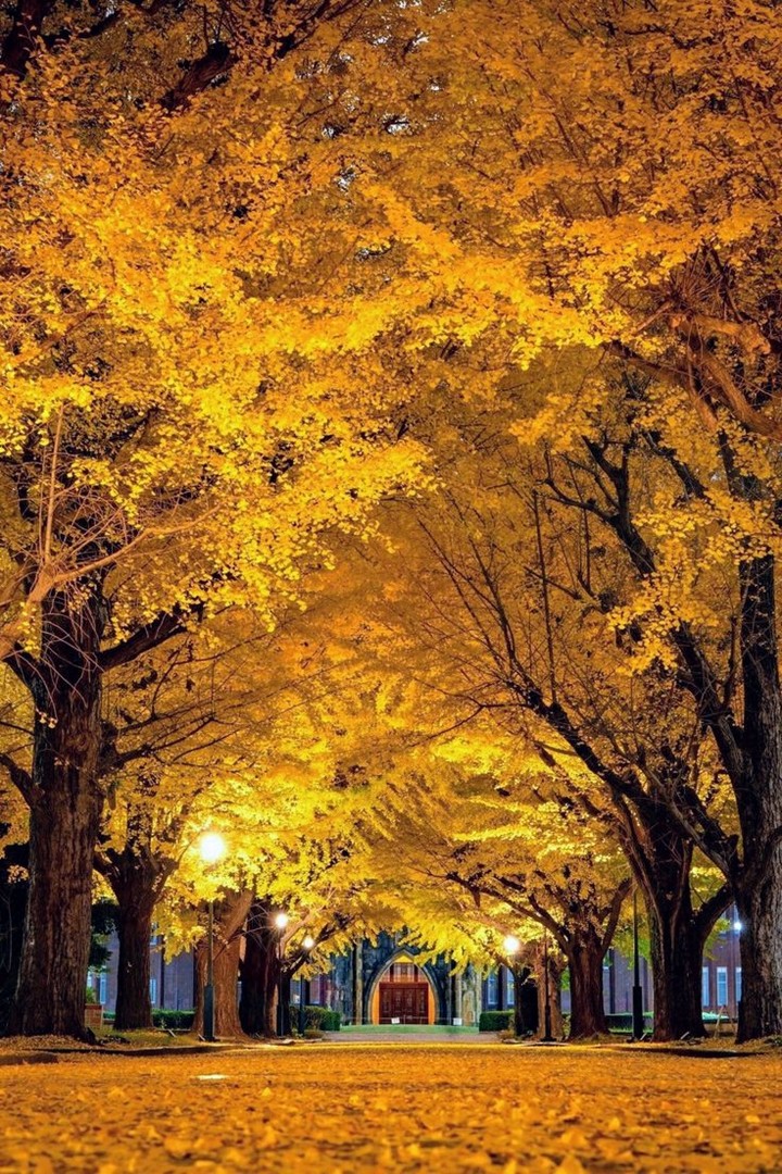 ✨❤️ Autumn scenery in Japan ❤️✨