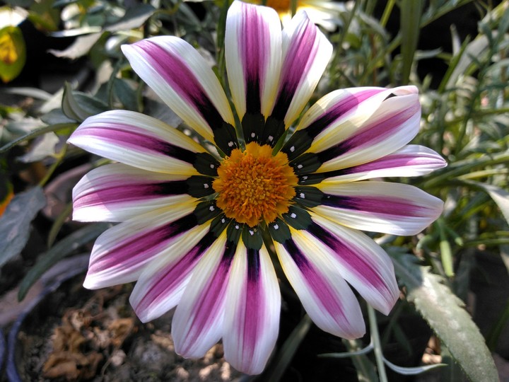 gazaniya pink and yellow mix