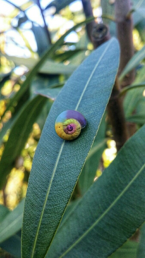 l'escargot
