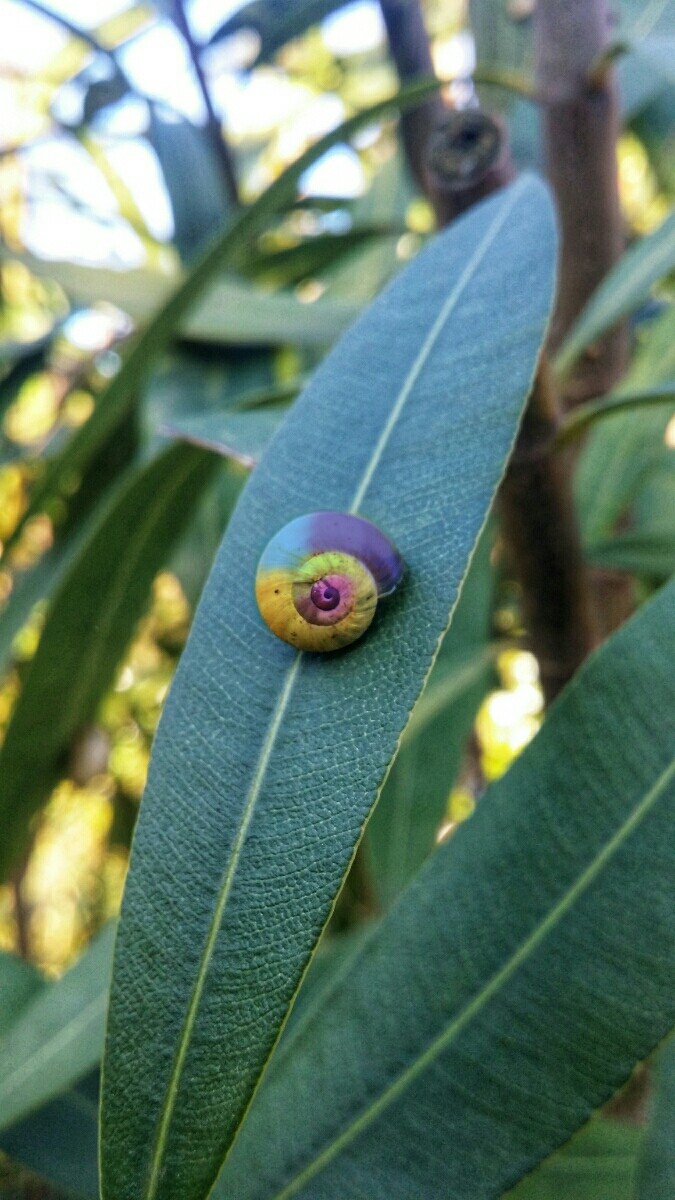 l'escargot
