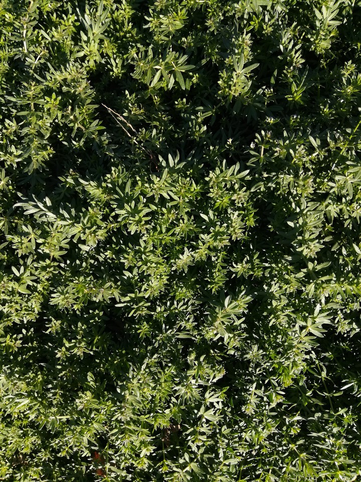 natural carpet
