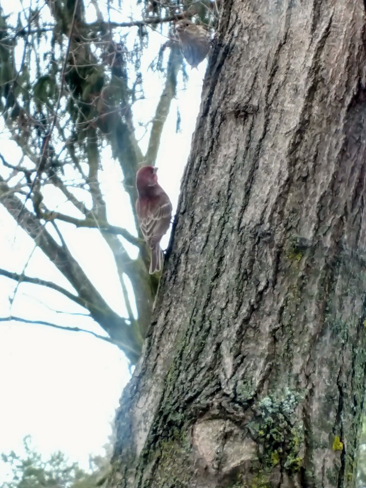 Finch Pair