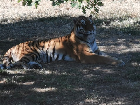 La dur vie d'un gros chat