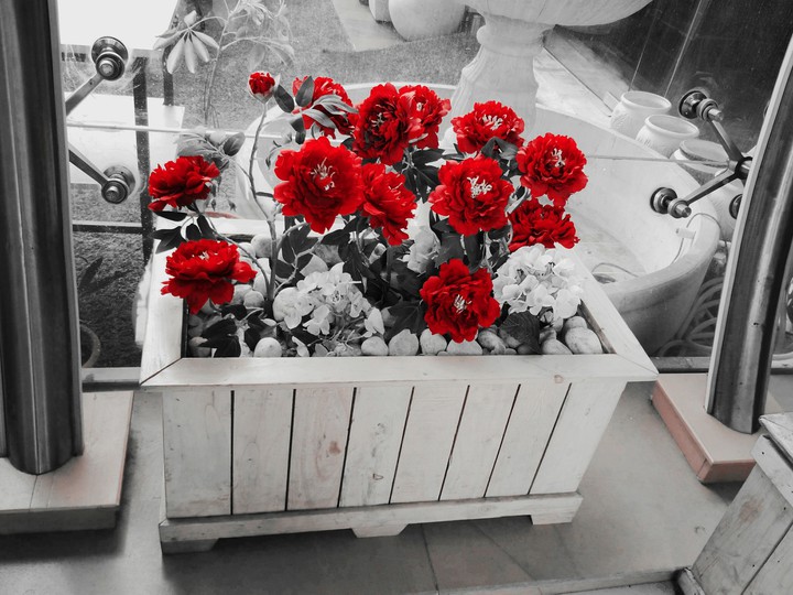 Flower