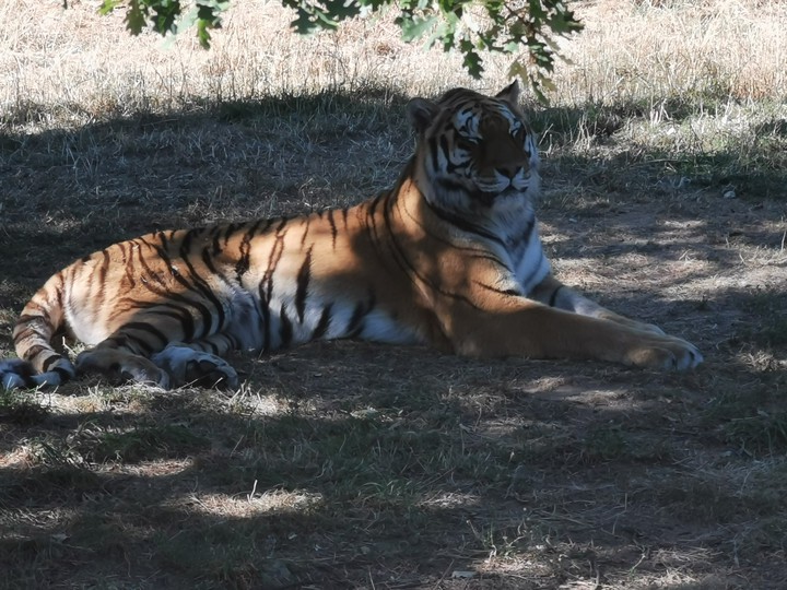 La dur vie d'un gros chat