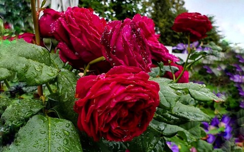 Roses