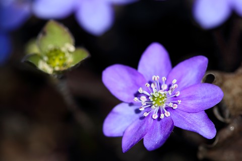 flower