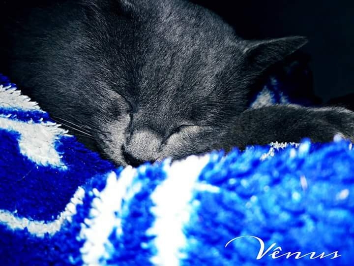 Vênus