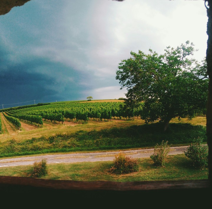 Au pays de la vigne