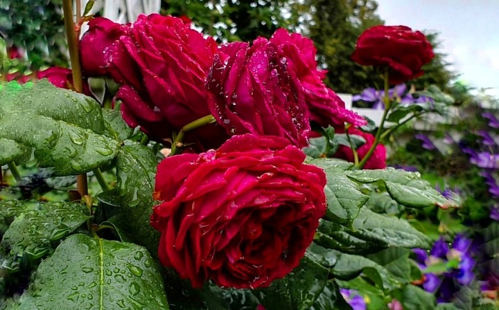 Roses