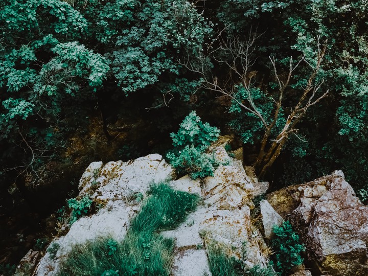 trees