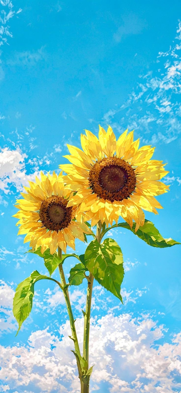 sfondi petal, sunflowers