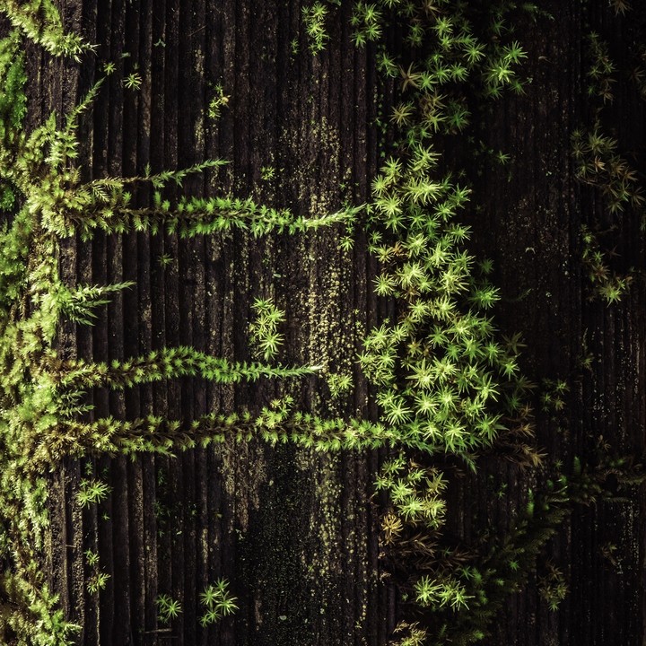 Prayer of the Woods