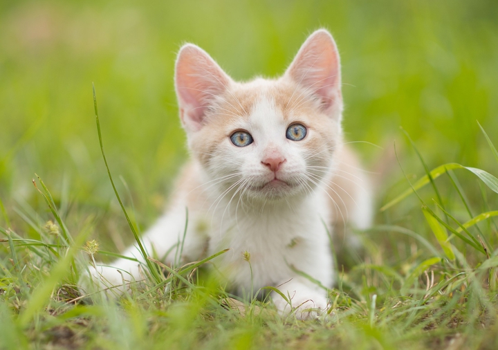 котик