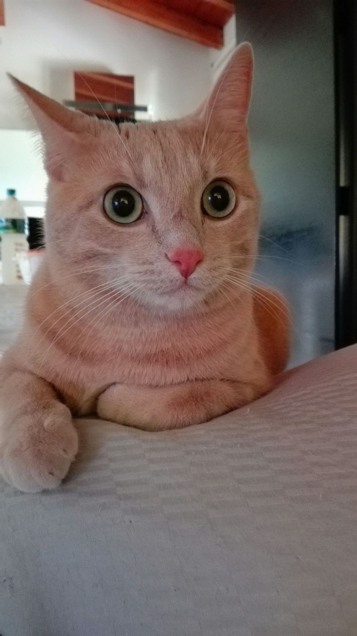 Jiji Francois