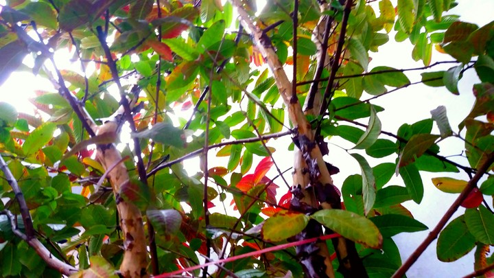 Red and Green leaves