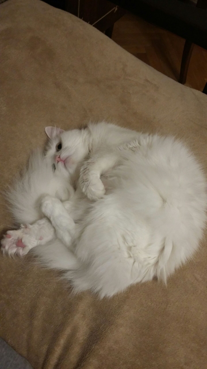 # cat
