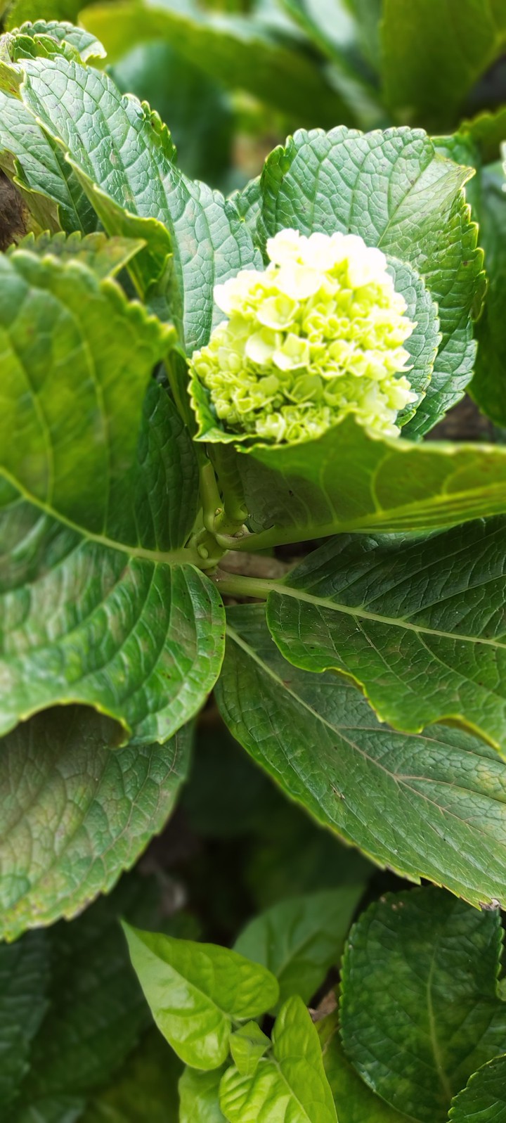 nature#ashok