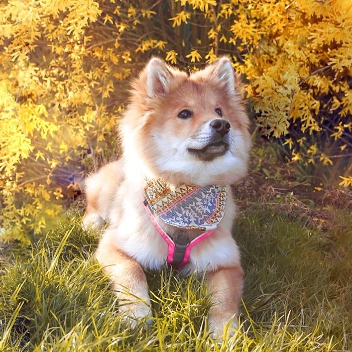 Dog