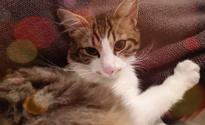 neko kitten
