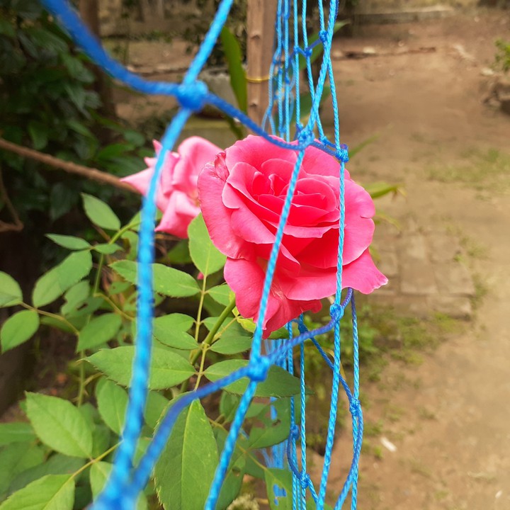 rose flowers