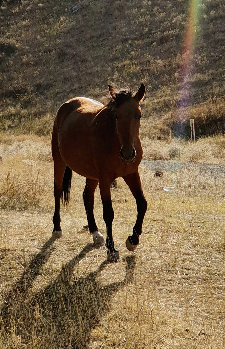 Horse
