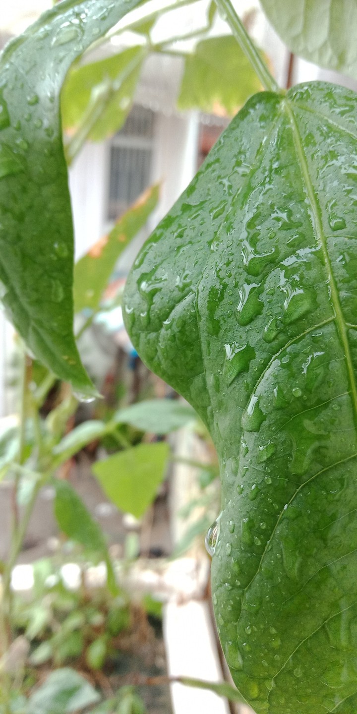 Nature's gift