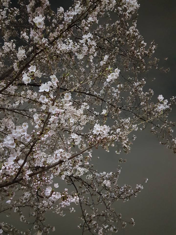 blossom