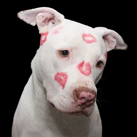 Puppy Kisses