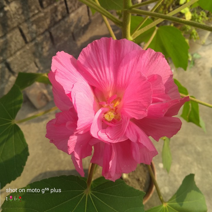 land lotus