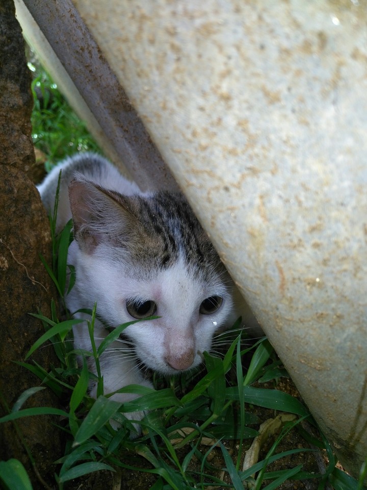 pussycat