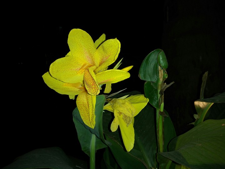 yellow flower