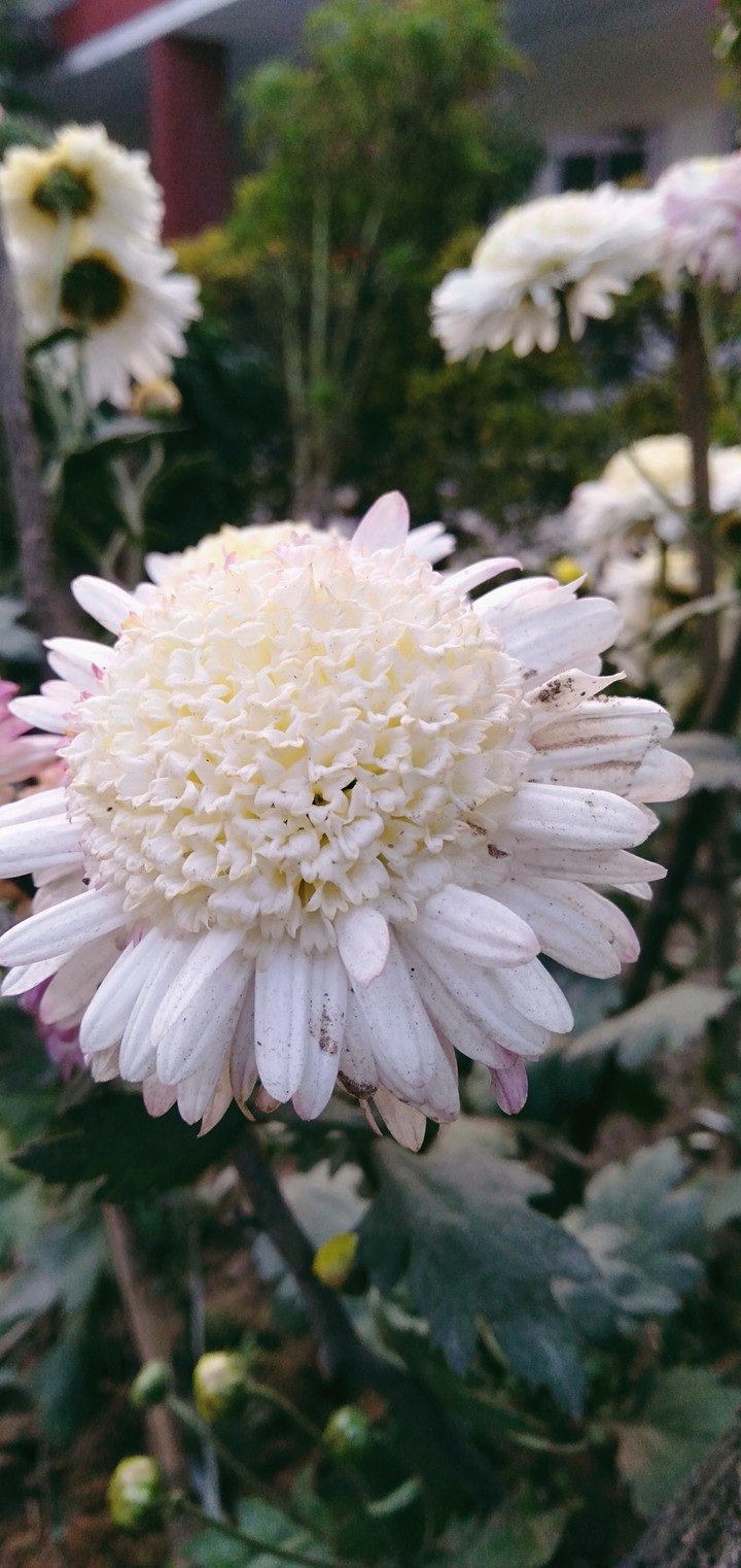 WHITE BEAUTY