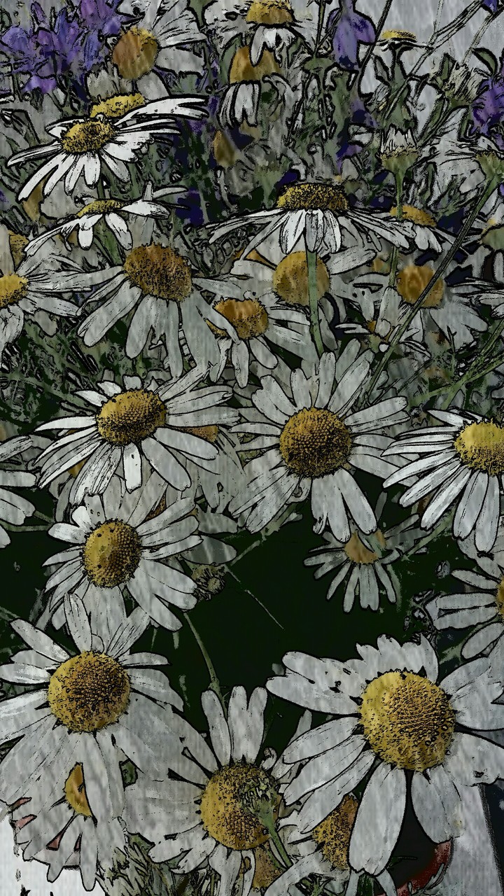 daisy