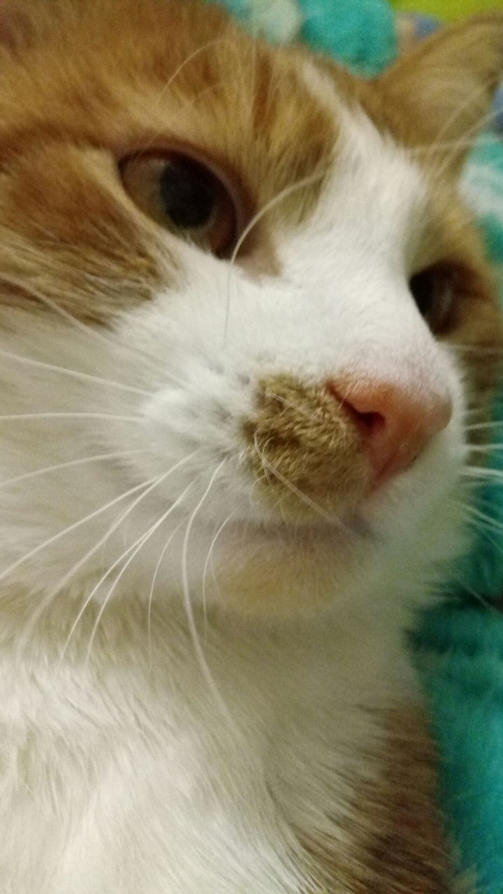my cat