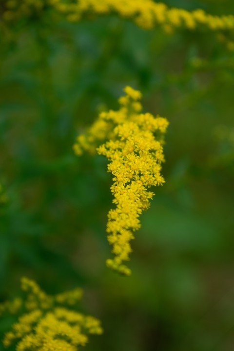 Macro Flower