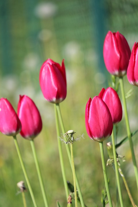 tulips