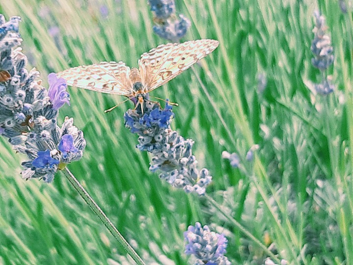 butteefly