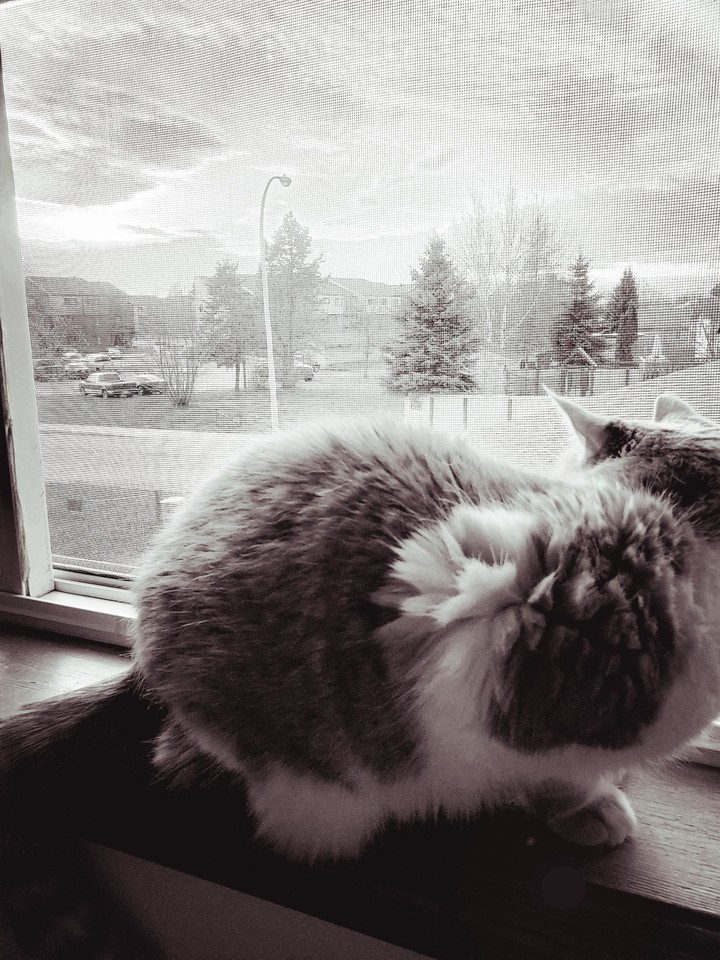 Beinou in a window
