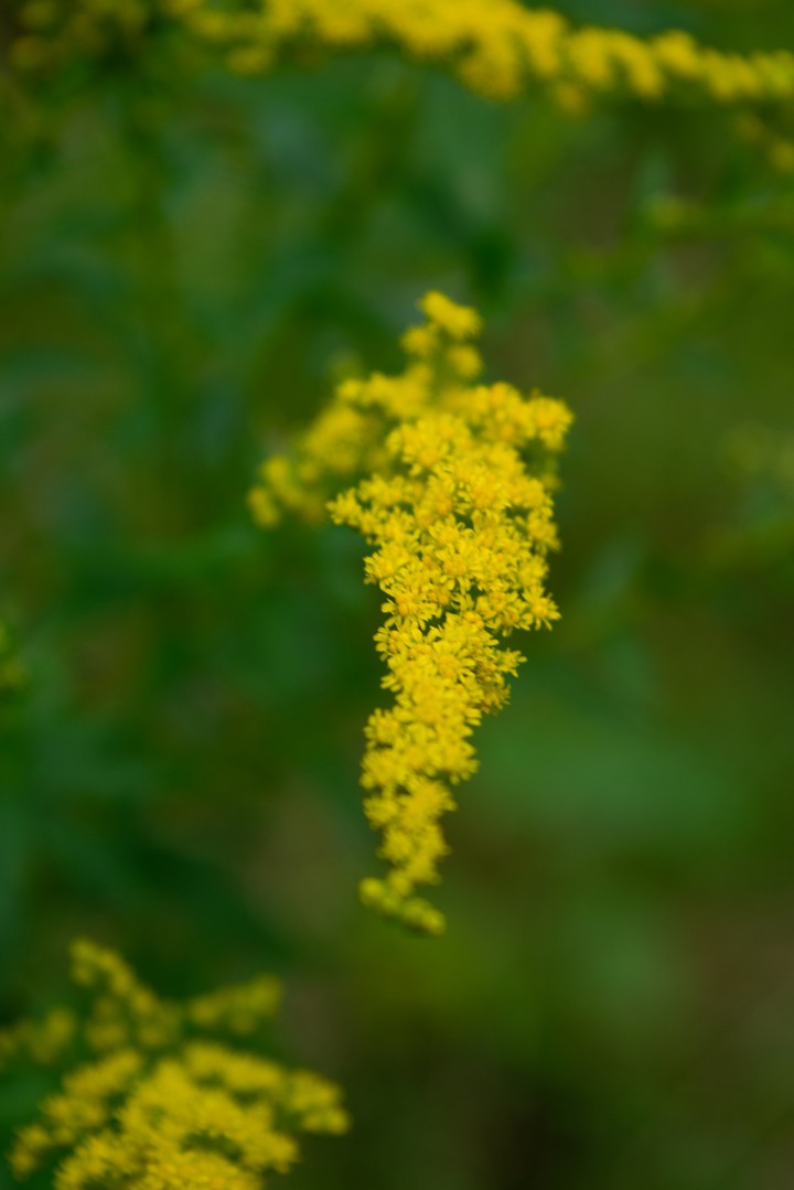 Macro Flower